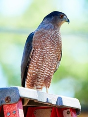Accipiter cooperii