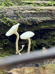 Hemimycena cucullata