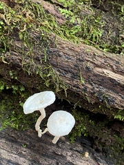 Hemimycena cucullata