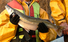 Odontesthes bonariensis