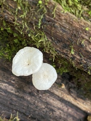 Hemimycena cucullata