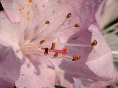 Rhododendron carolinianum