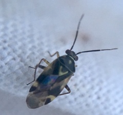Orthops