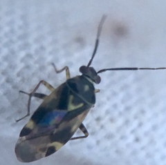Orthops