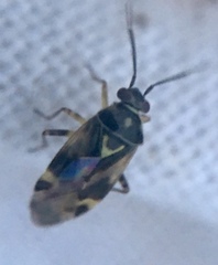 Orthops