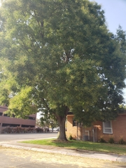 Styphnolobium japonicum