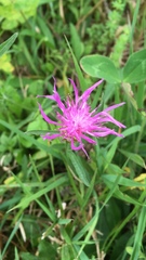 Centaurea × moncktonii