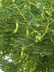 Styphnolobium japonicum