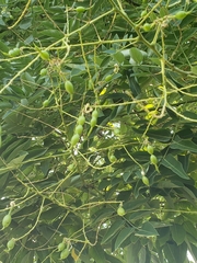 Styphnolobium japonicum