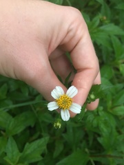 Bidens alba