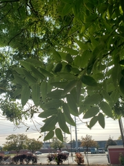 Styphnolobium japonicum