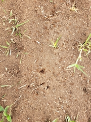 Solenopsis xyloni