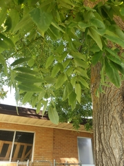 Styphnolobium japonicum