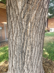 Styphnolobium japonicum