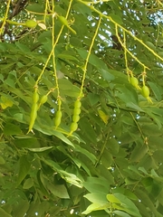 Styphnolobium japonicum