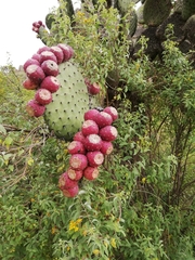 Opuntia streptacantha