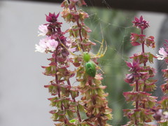 Peucetia