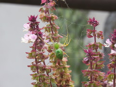 Peucetia
