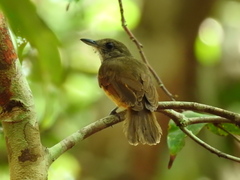 Thamnomanes saturninus