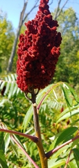 Rhus × borealis