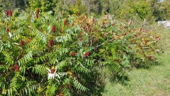 Rhus × borealis