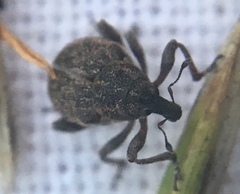 Rhinoncus inconspectus