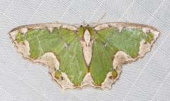 Eucyclodes insperata
