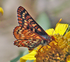 Euphydryas editha