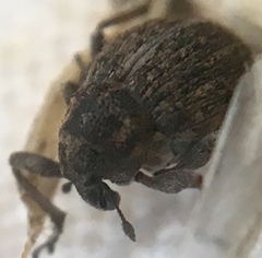 Rhinoncus inconspectus