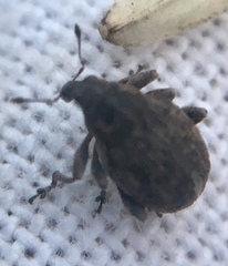 Rhinoncus inconspectus