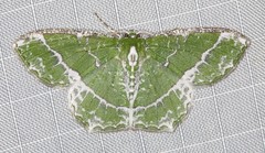 Eucyclodes insperata