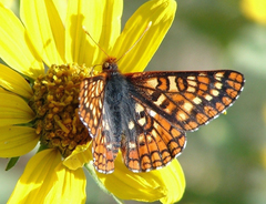 Euphydryas editha