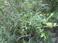 Zanthoxylum fagara