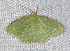 Eucyclodes metaspila