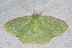 Eucyclodes metaspila