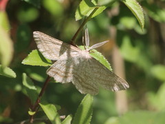 Perconia strigillaria
