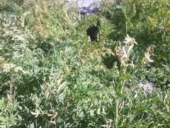 Corydalis caseana brachycarpa