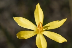 Sisyrinchium vaginatum