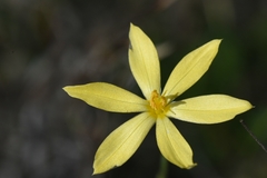 Sisyrinchium vaginatum