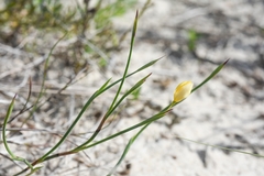 Sisyrinchium vaginatum