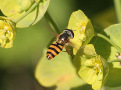 Epistrophe nitidicollis