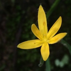 Hypoxis mexicana