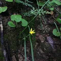 Hypoxis mexicana