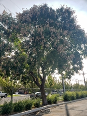 Koelreuteria paniculata