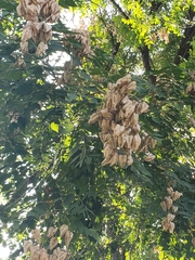 Koelreuteria paniculata