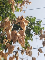 Koelreuteria paniculata