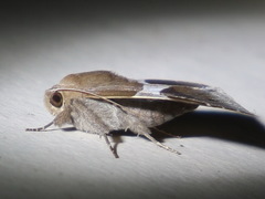 Dysgonia constricta