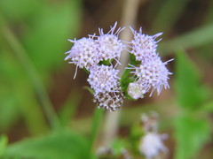 Praxelis clematidea