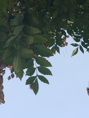 Koelreuteria paniculata