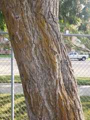 Koelreuteria paniculata